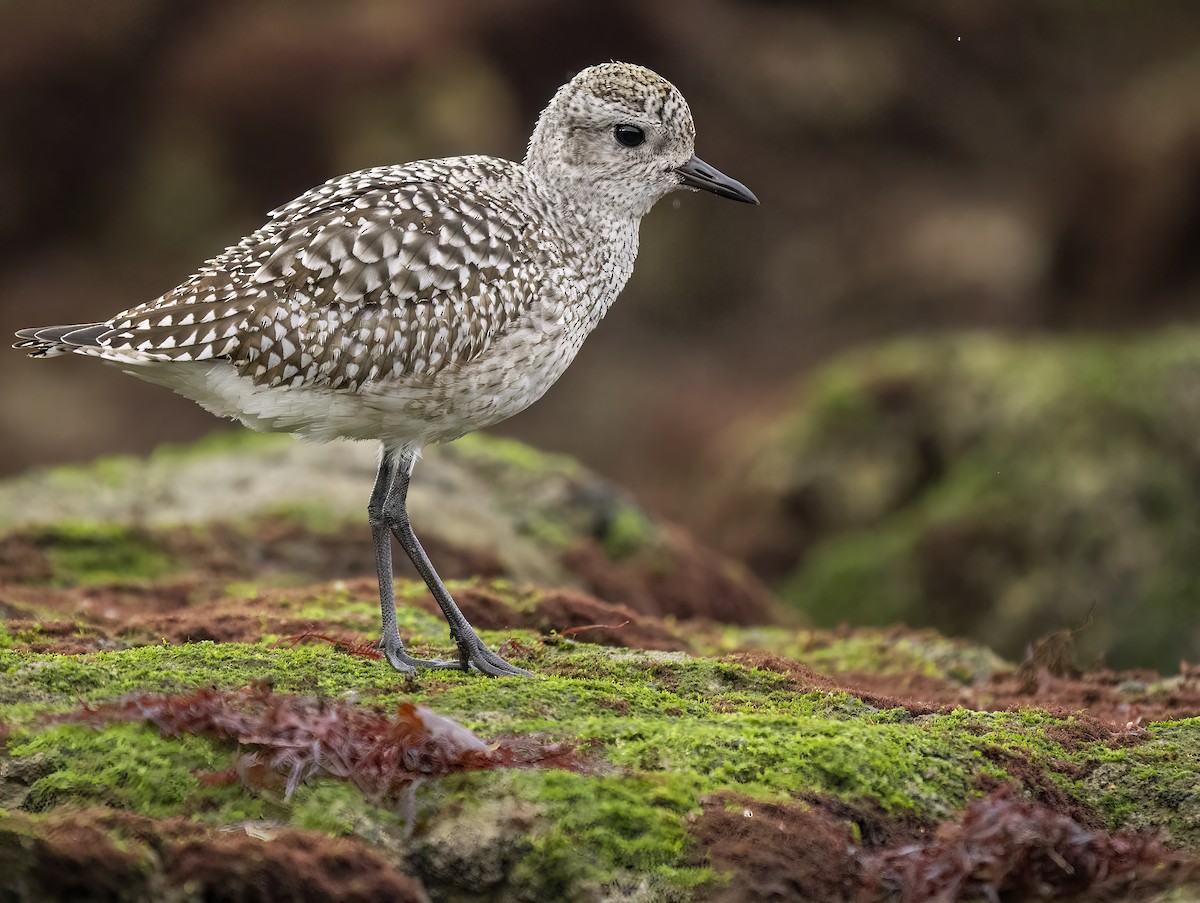 Black-bellied Plover - ML513608891