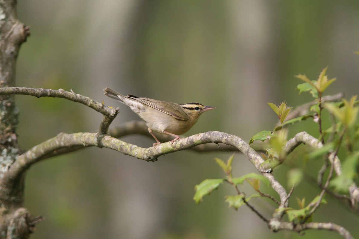 Worm-eating Warbler - Jesse Amesbury