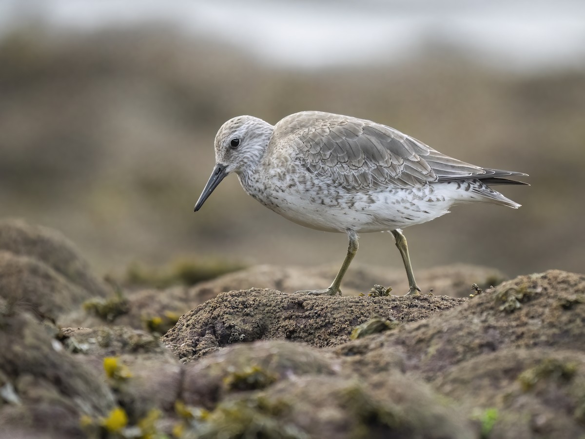 Red Knot - ML513608921