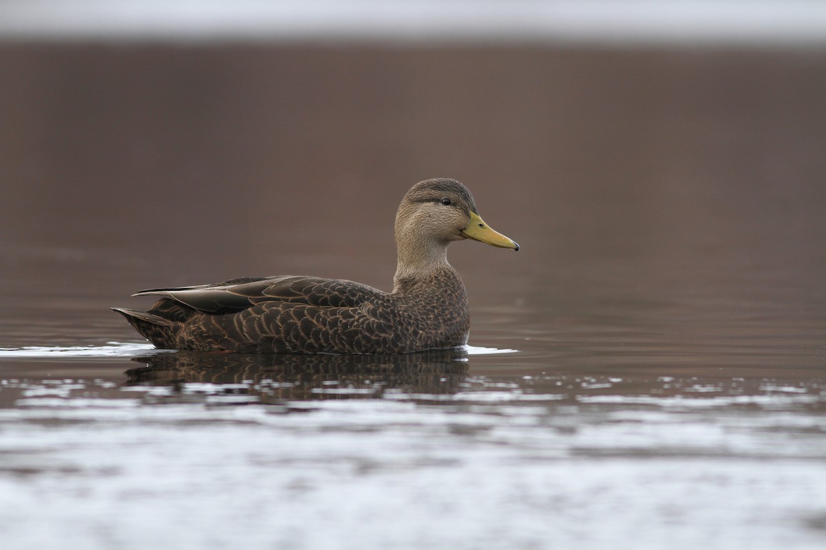 Canard noir - ML51360971