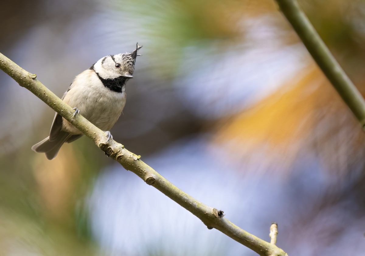 Crested Tit - ML513610941