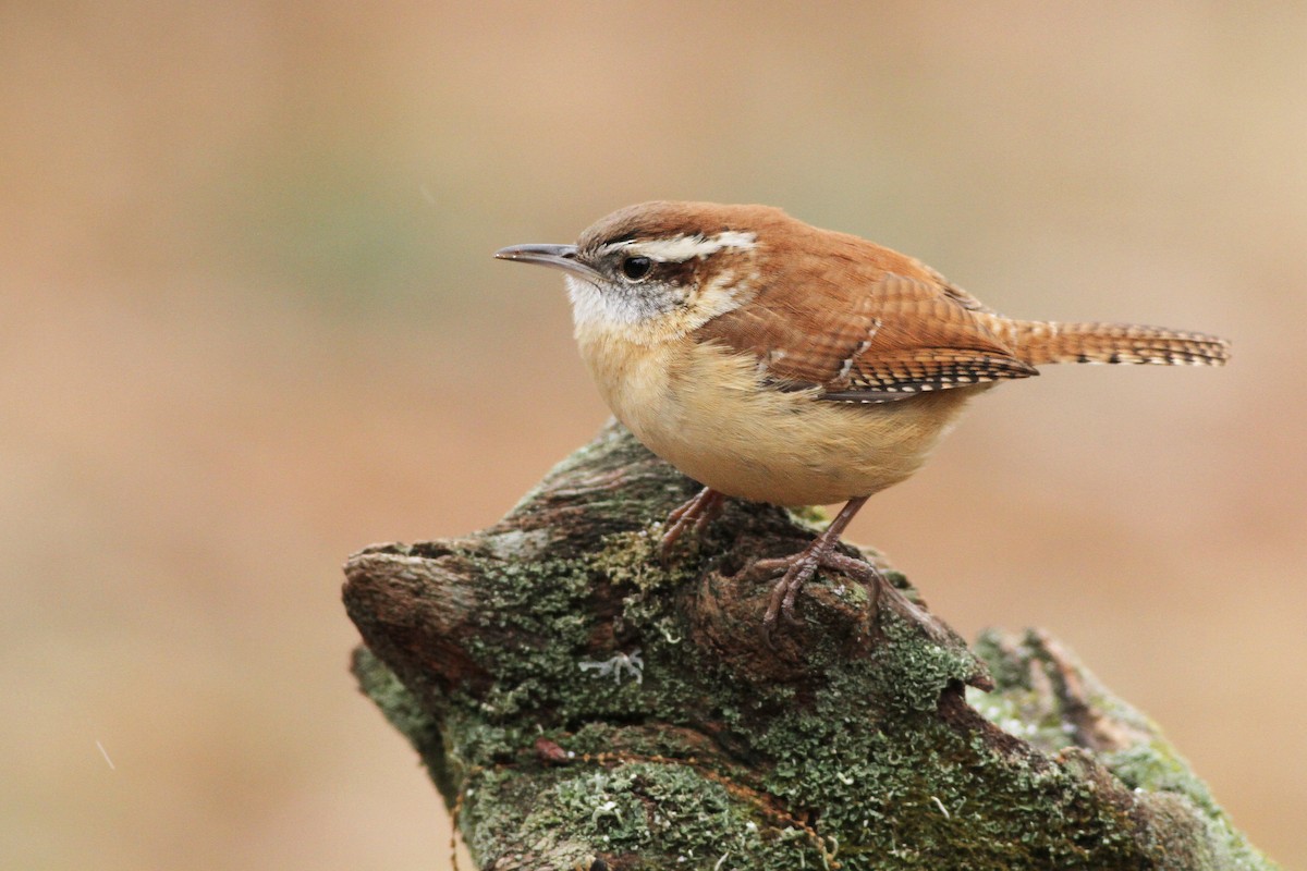 Carolina Wren - Evan Lipton