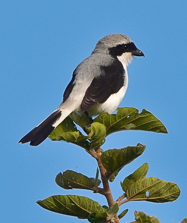 Gray-backed Fiscal - ML513612301