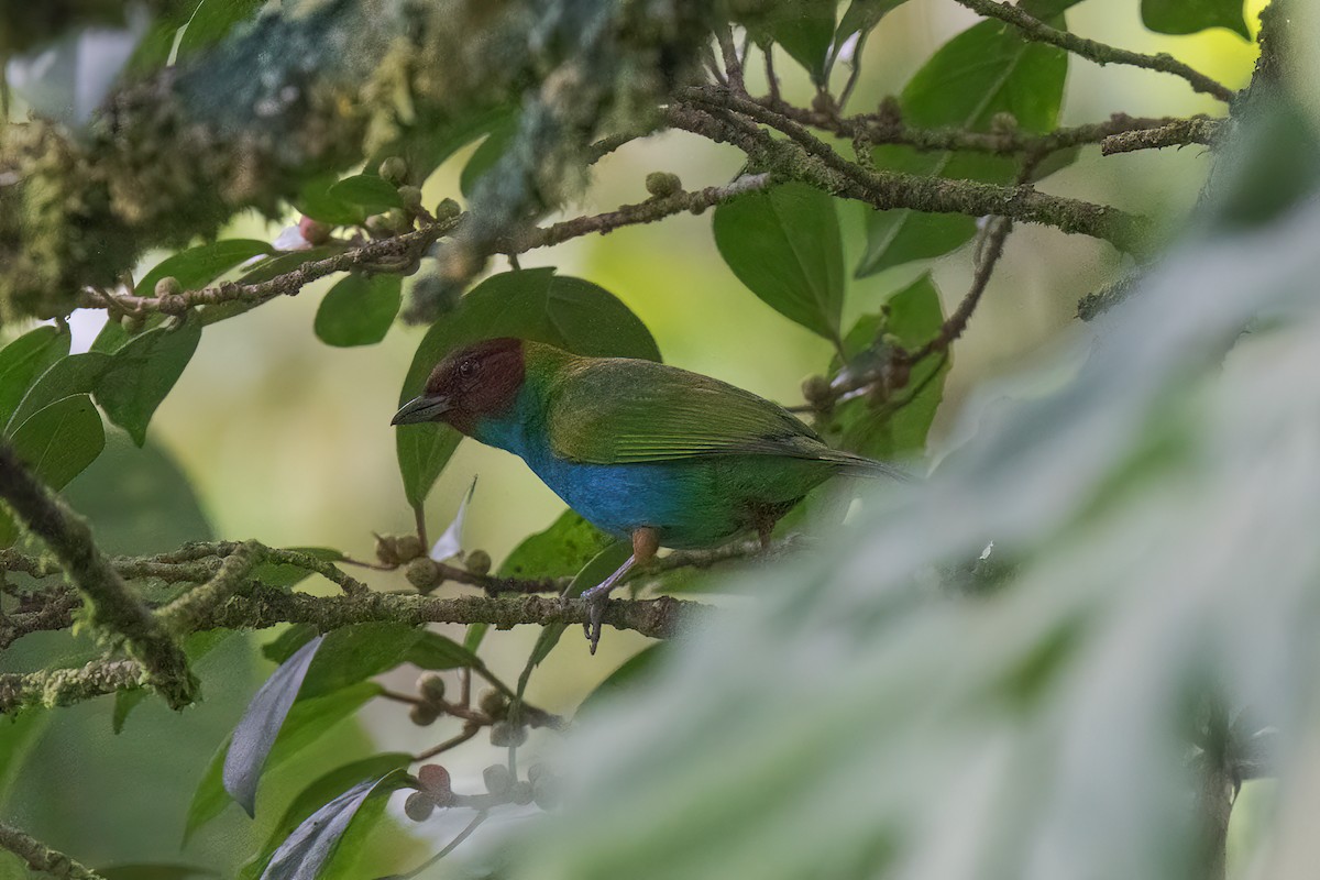 Bay-headed Tanager - ML513613491