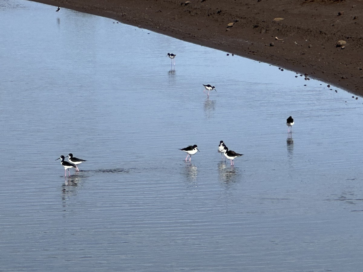 Black-necked Stilt (Hawaiian) - ML513613721