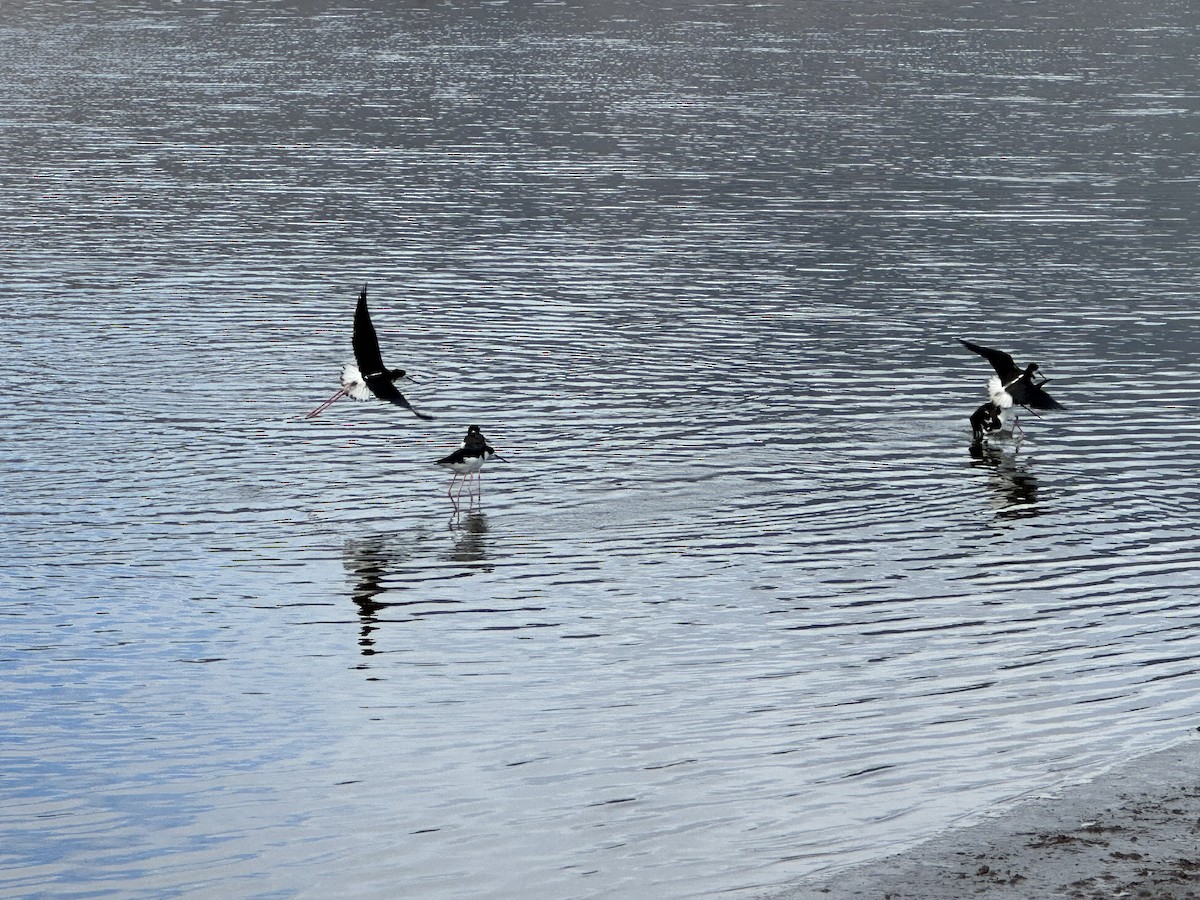 Black-necked Stilt (Hawaiian) - ML513613731