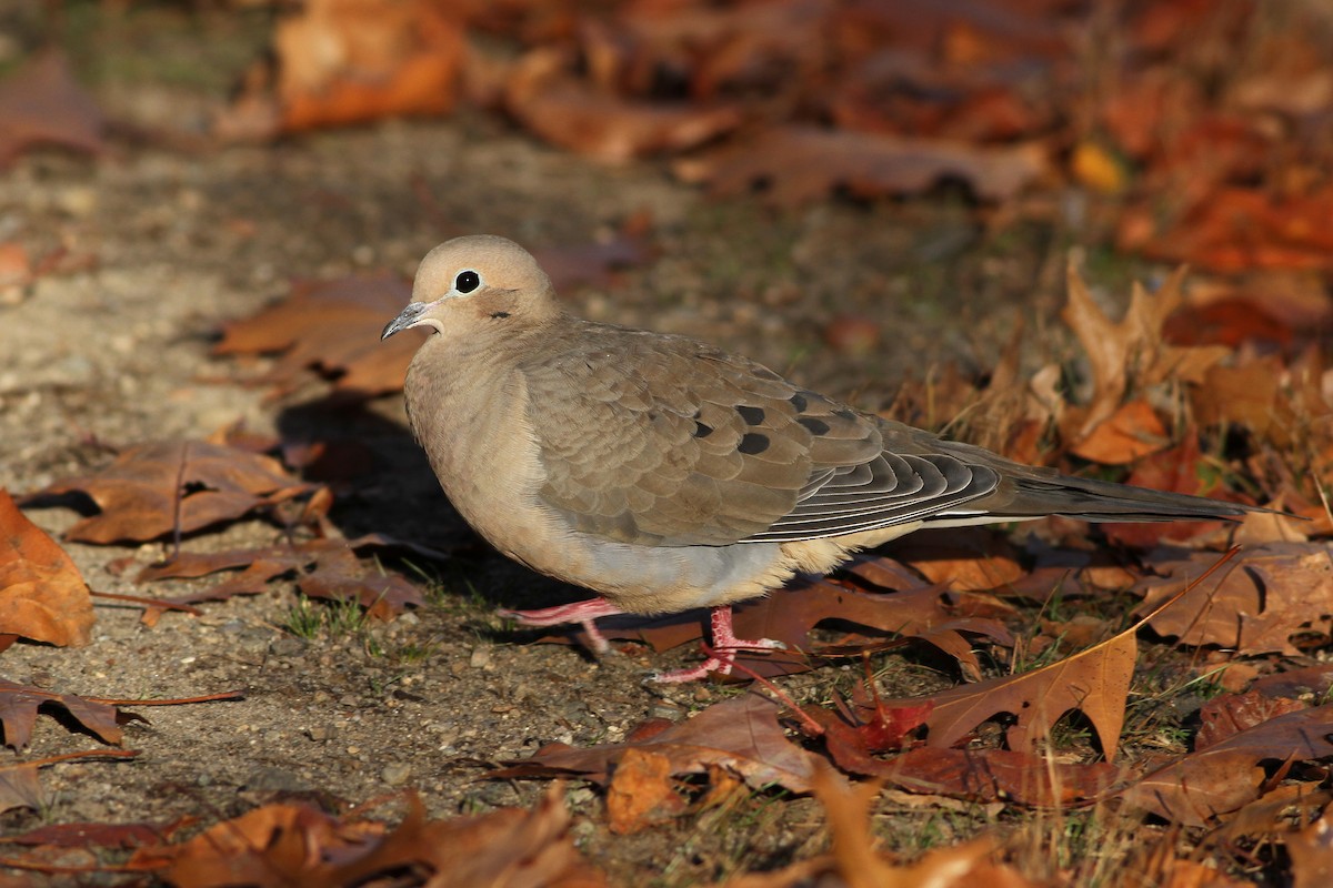 Mourning Dove - ML51361451