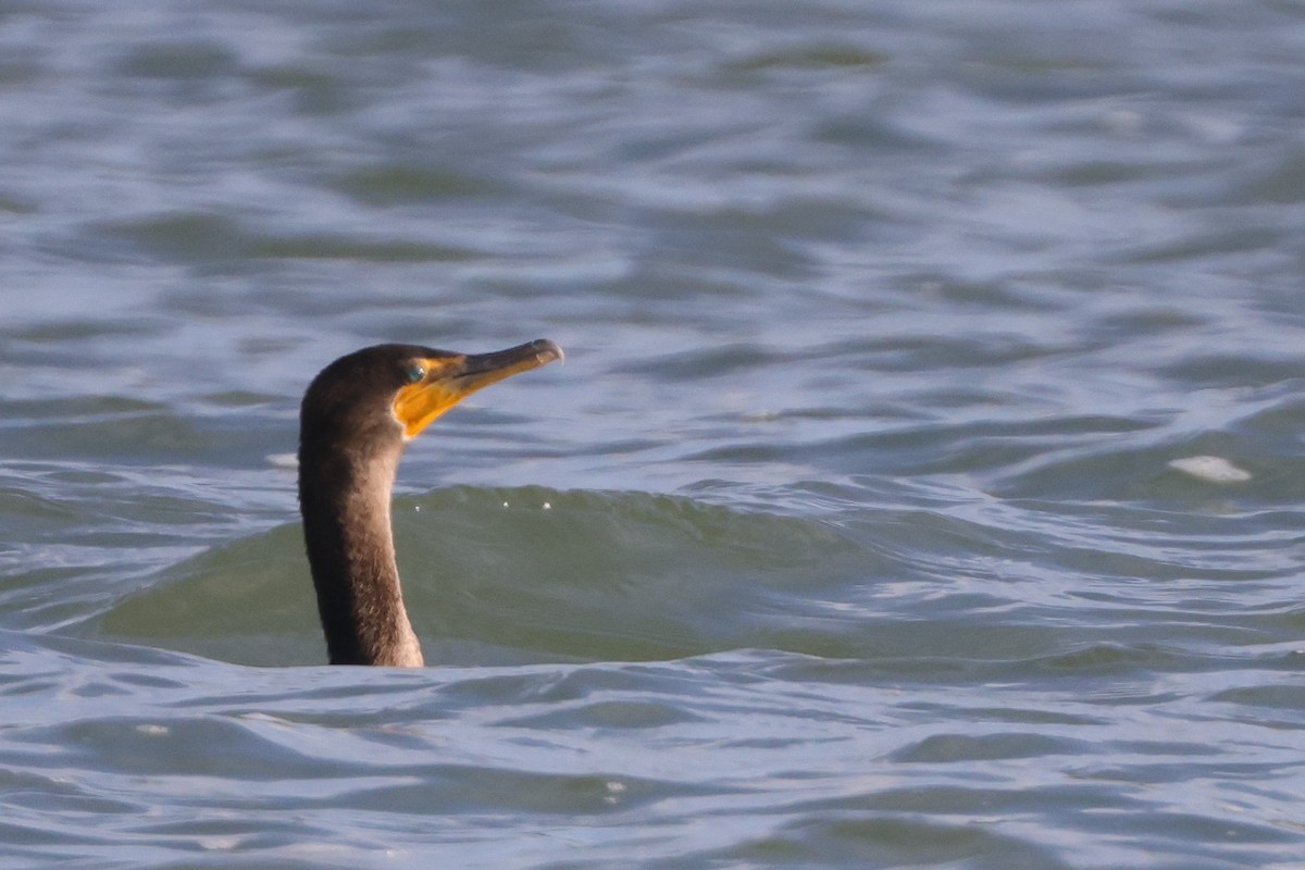 Double-crested Cormorant - ML513615091