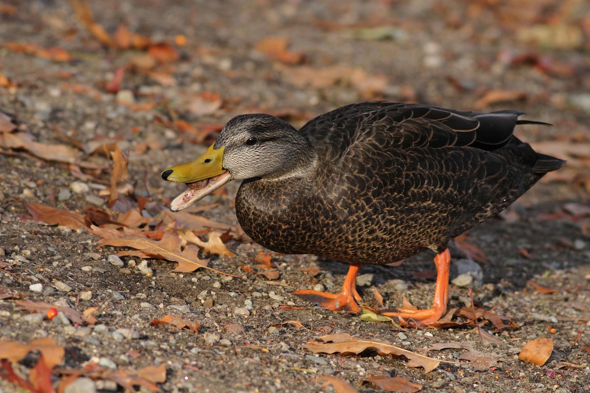 Canard noir - ML51361571