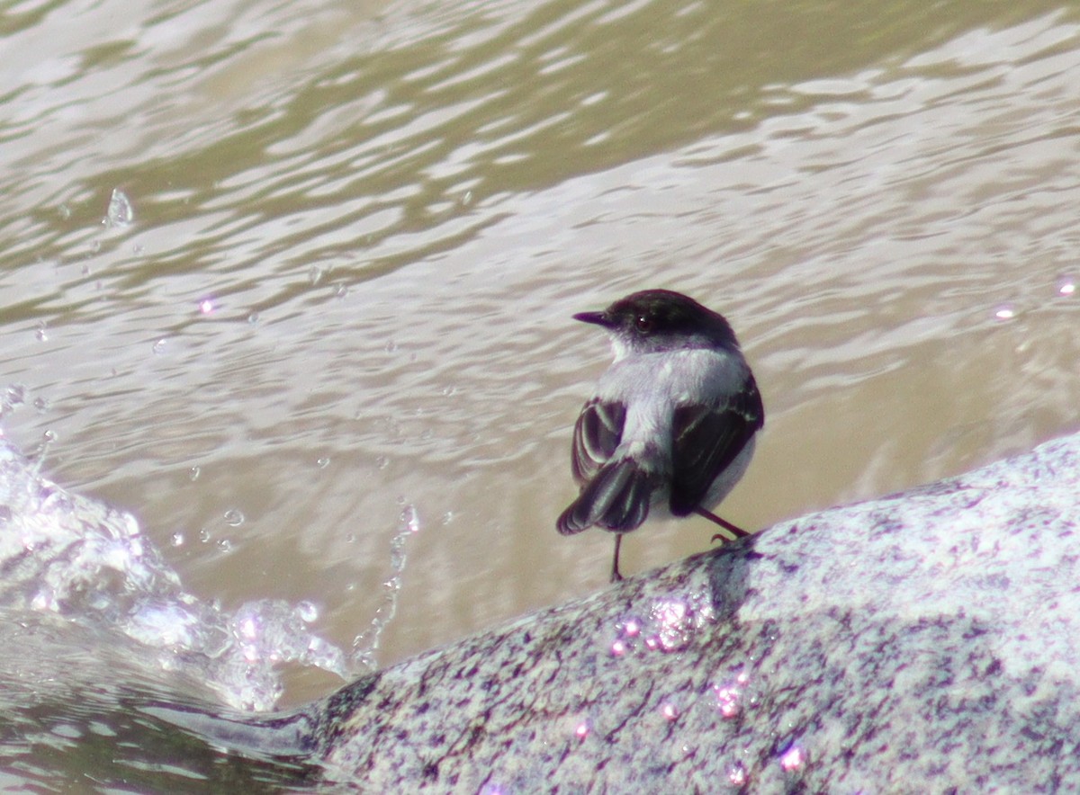 Torrent Tyrannulet - ML513616101