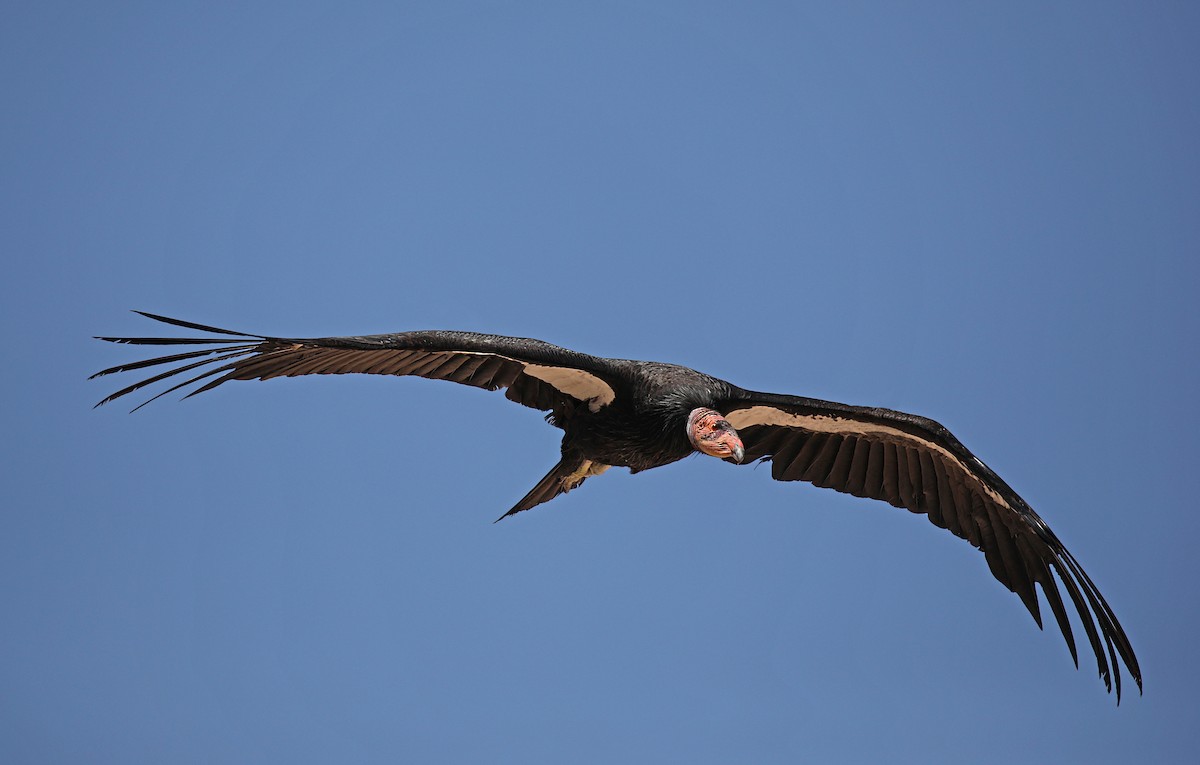 California Condor - ML513616151