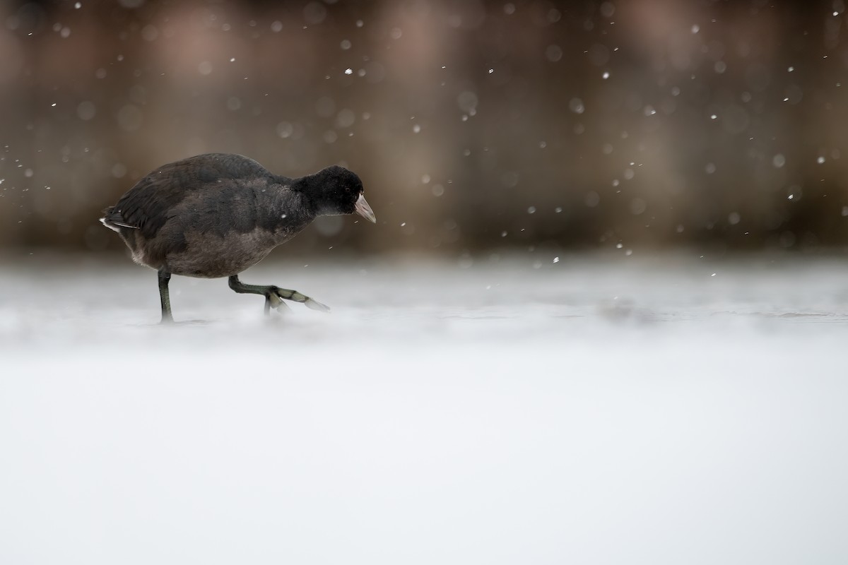 American Coot - Matthew Dolkart