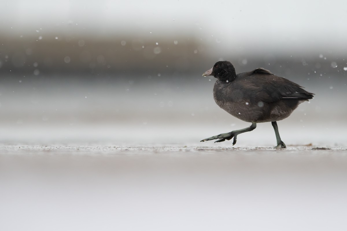 American Coot - ML513617181