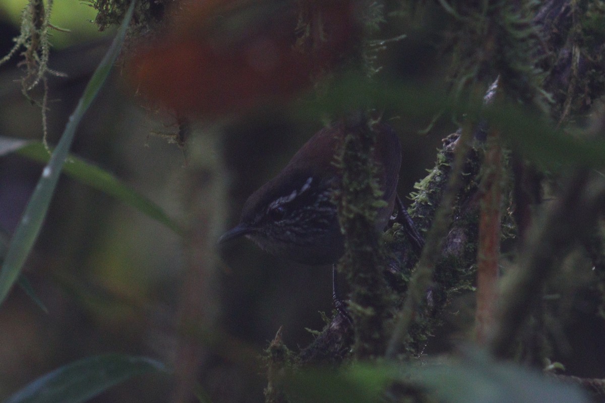 Gray-breasted Wood-Wren - ML513617781