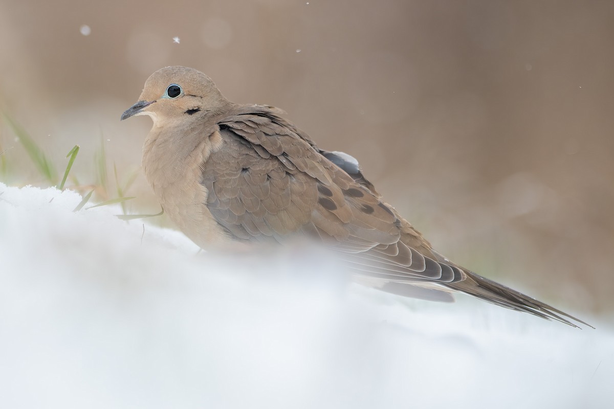 Mourning Dove - Matthew Dolkart