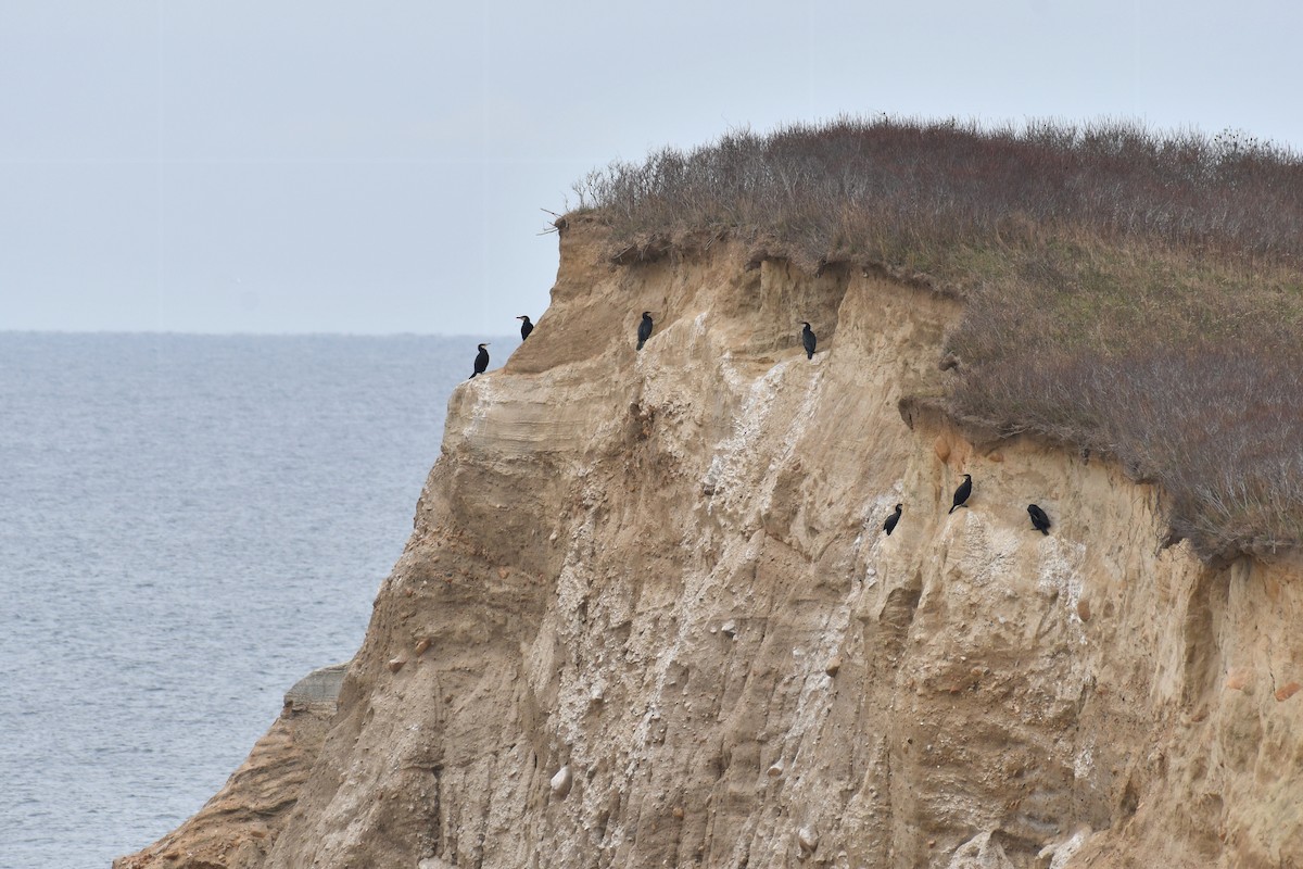eBird Checklist - 15 Dec 2022 - Block Island--Rodman's Hollow (RIDEM ...