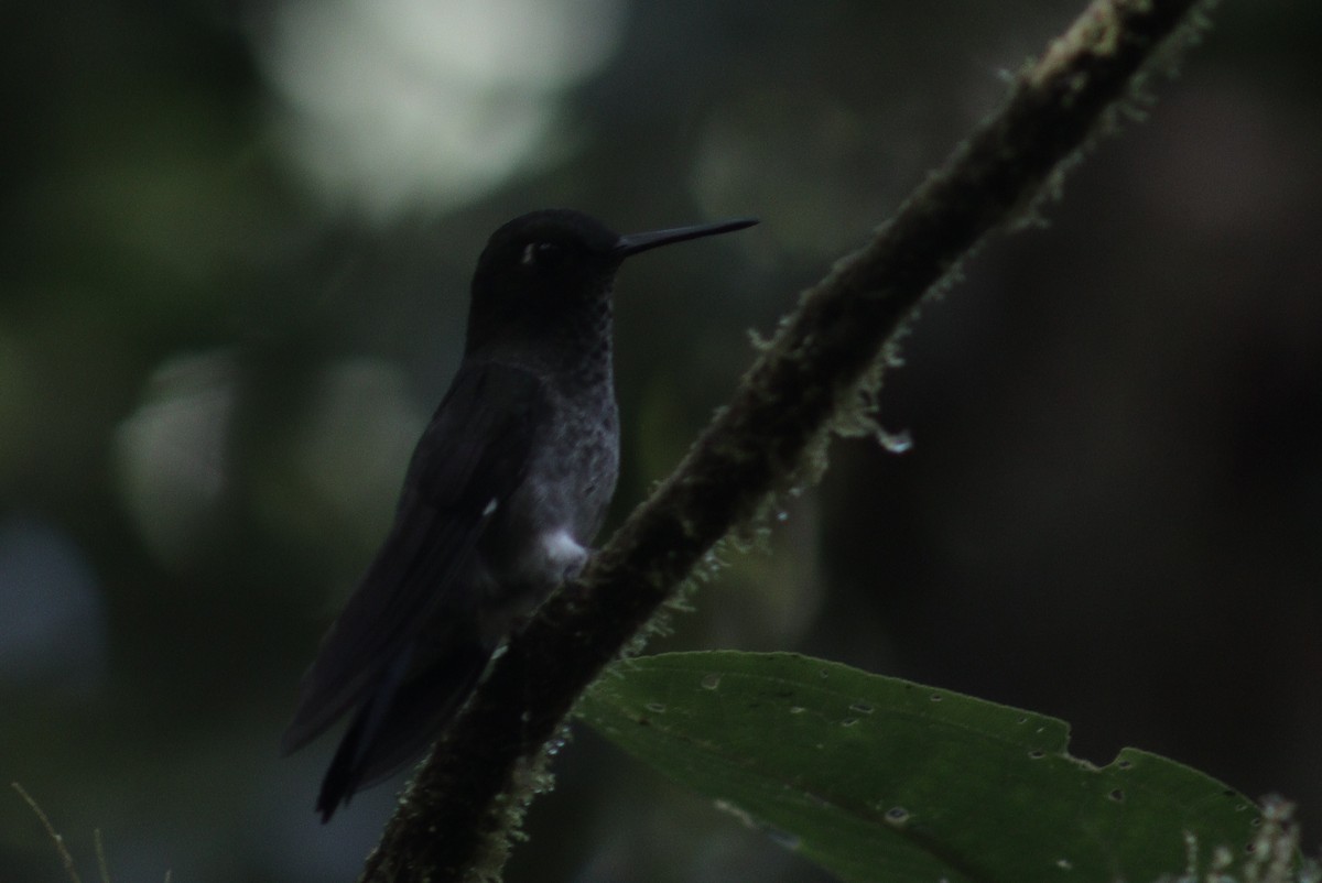 Hoary Puffleg - ML513618311