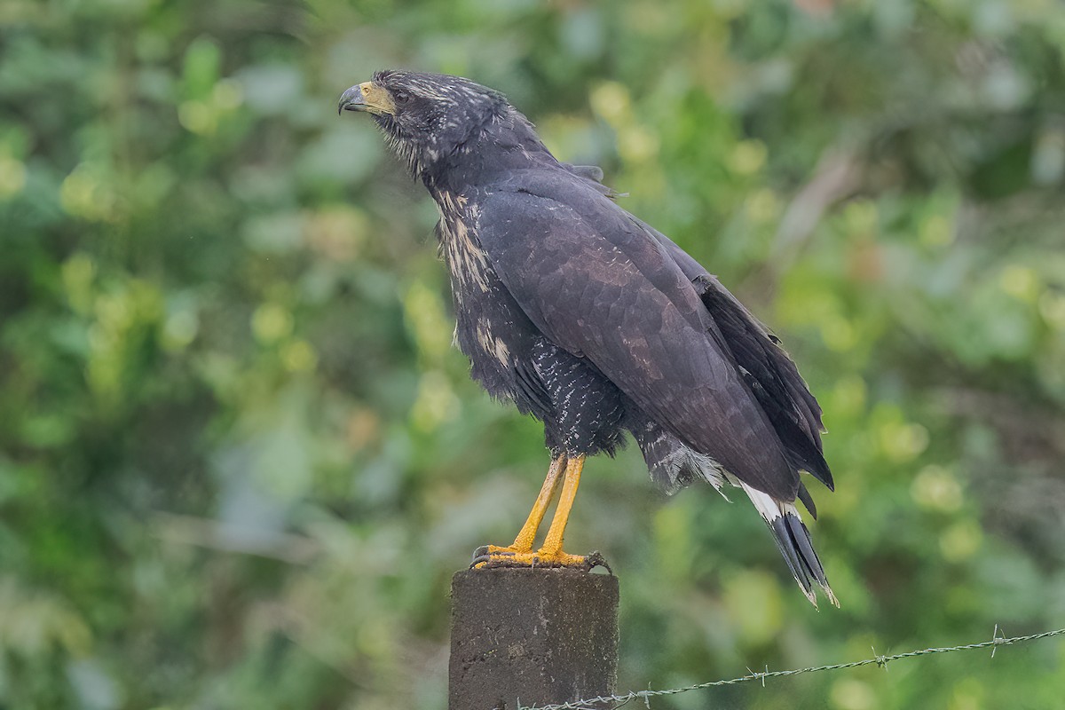 Great Black Hawk - ML513619821