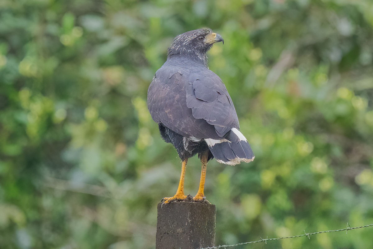 Great Black Hawk - ML513619831