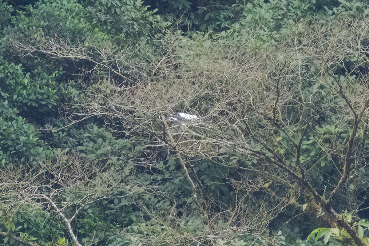 White Hawk (White-shouldered) - Steve Kelling