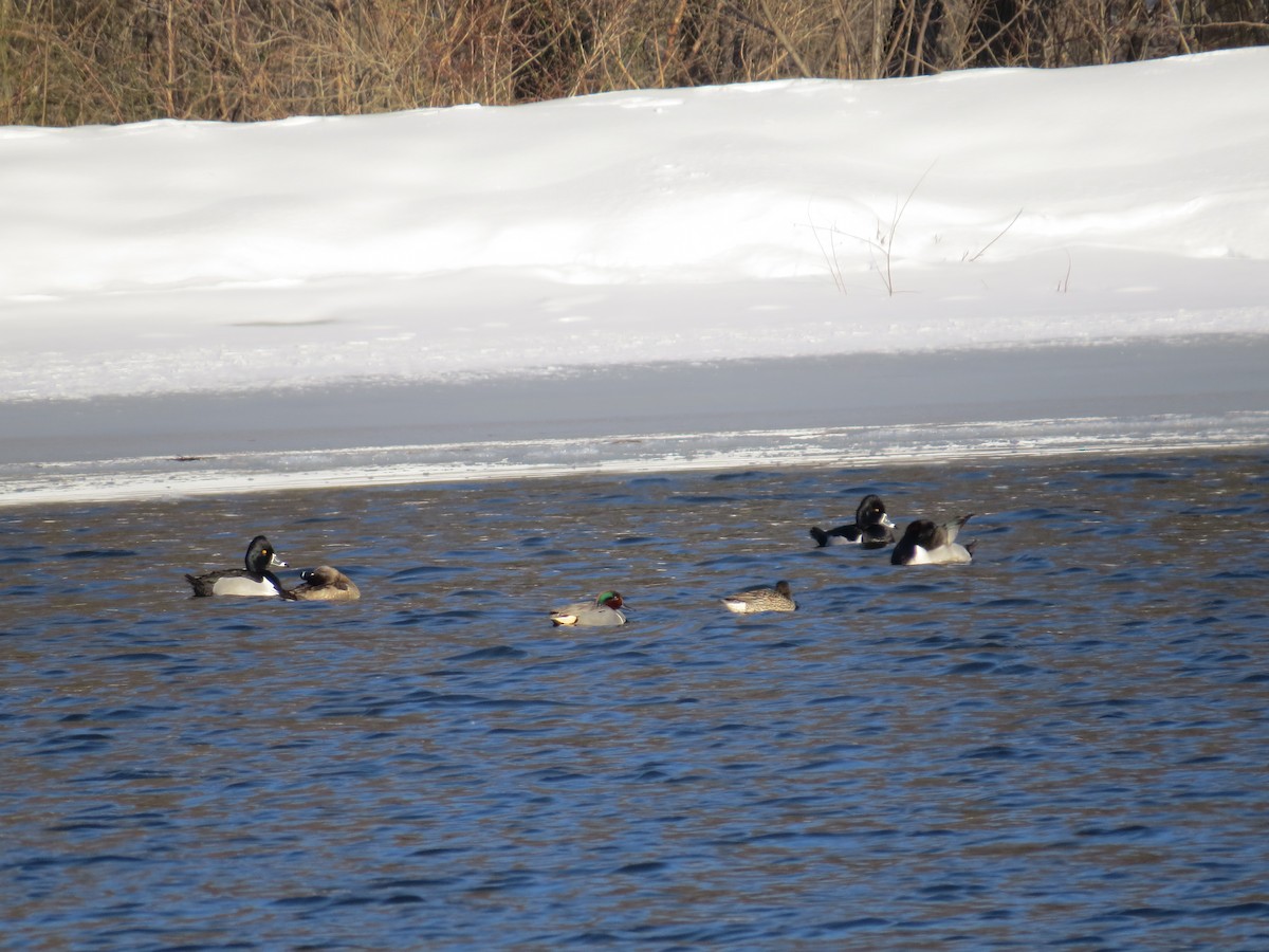 Green-winged Teal - ML51362041