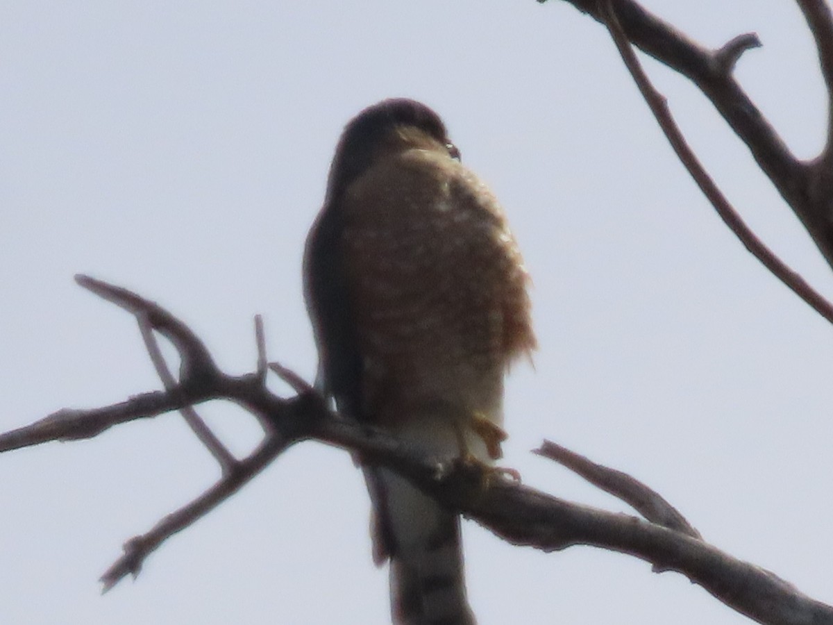 Sharp-shinned Hawk - ML513620441