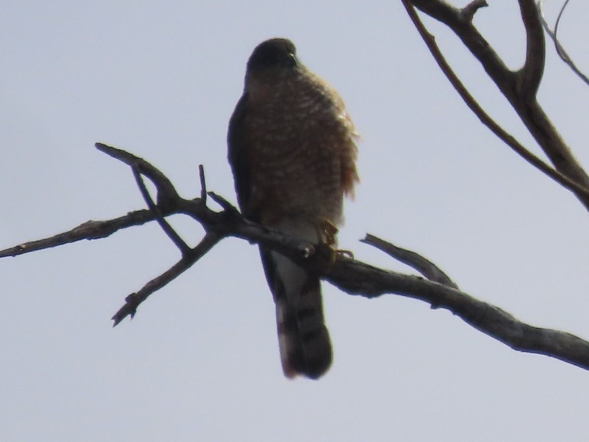 Sharp-shinned Hawk - ML513620451