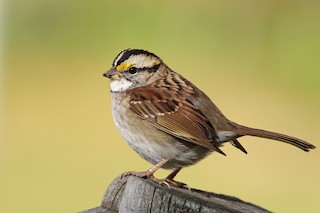 White-throated Sparrow