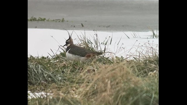 Northern Lapwing - ML513620731