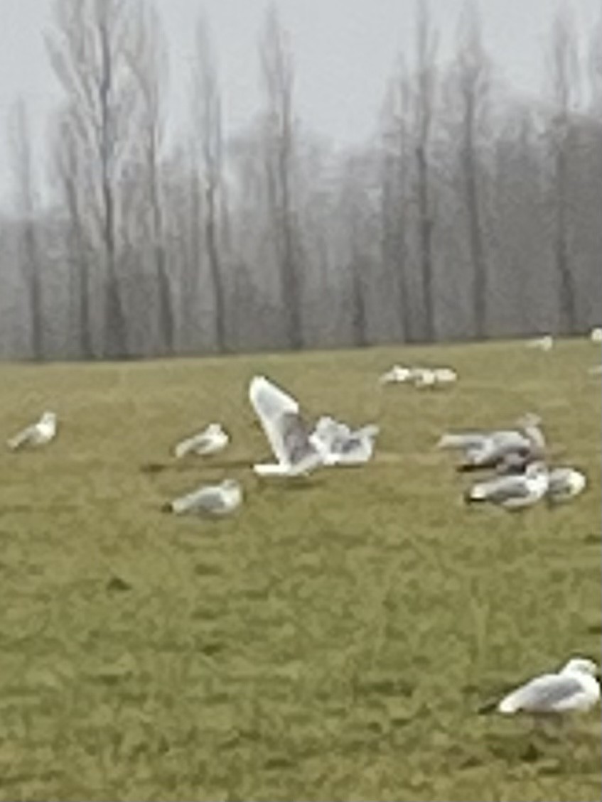 Iceland Gull - ML513621671