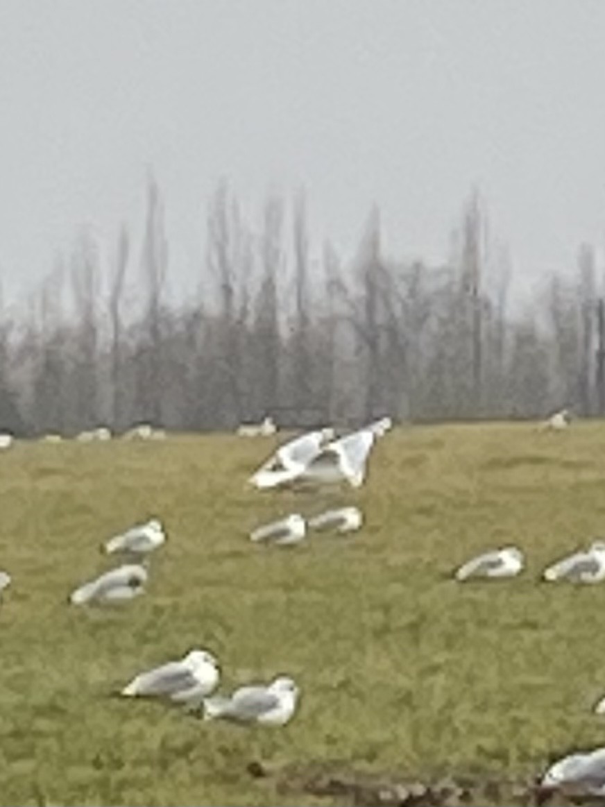 Iceland Gull - ML513621681