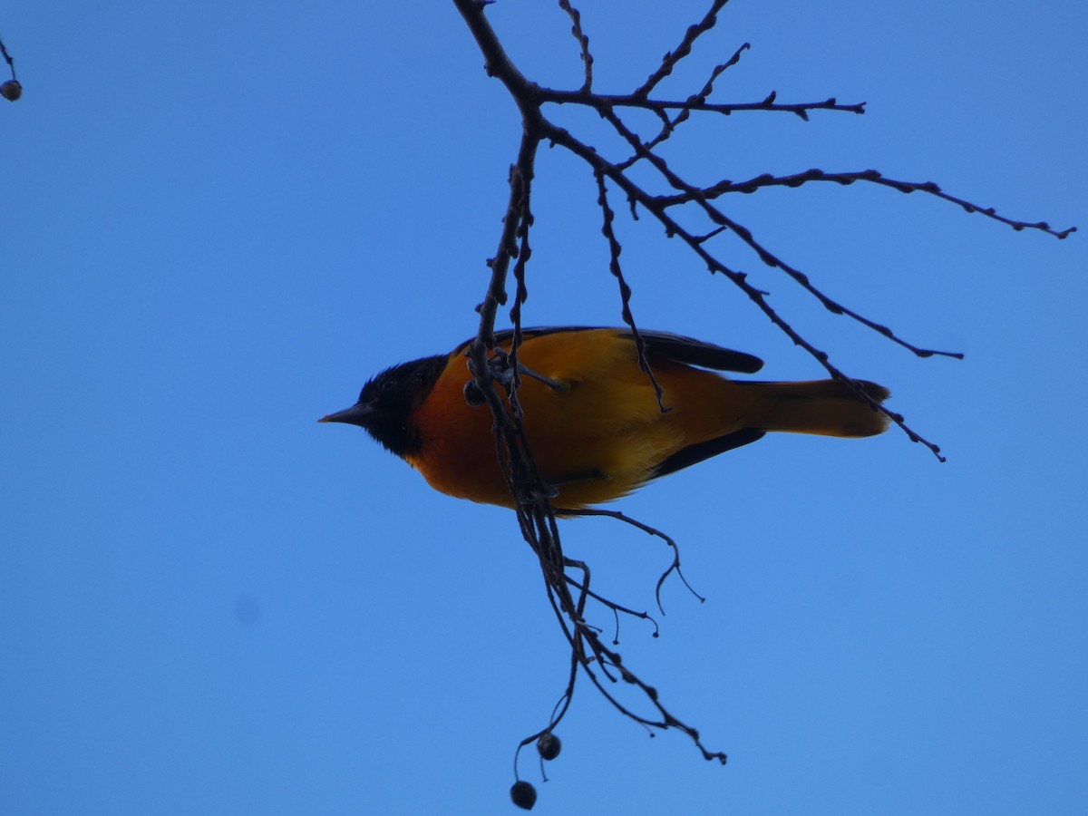 Baltimore Oriole - ML513622721