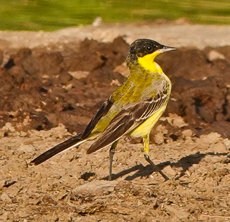 Western Yellow Wagtail - Arden Anderson