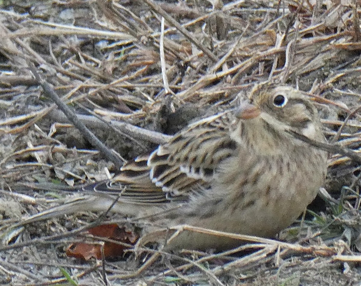 Smith's Longspur - David Pritchard