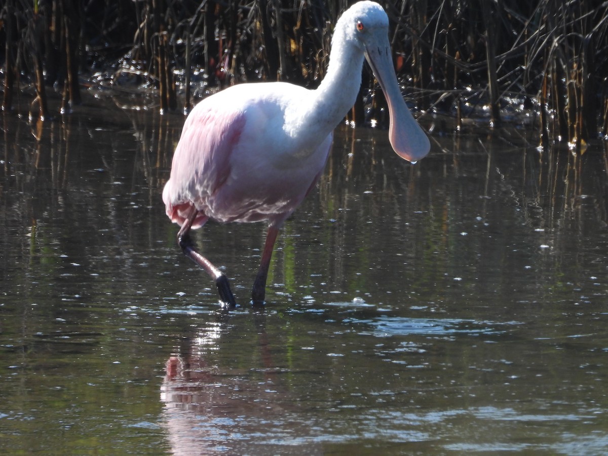 Roseate Spoonbill - ML513624701