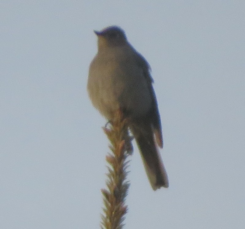 Townsend's Solitaire - ML513625281