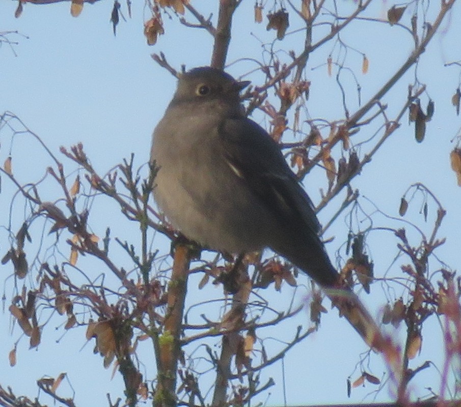 Townsend's Solitaire - ML513625311