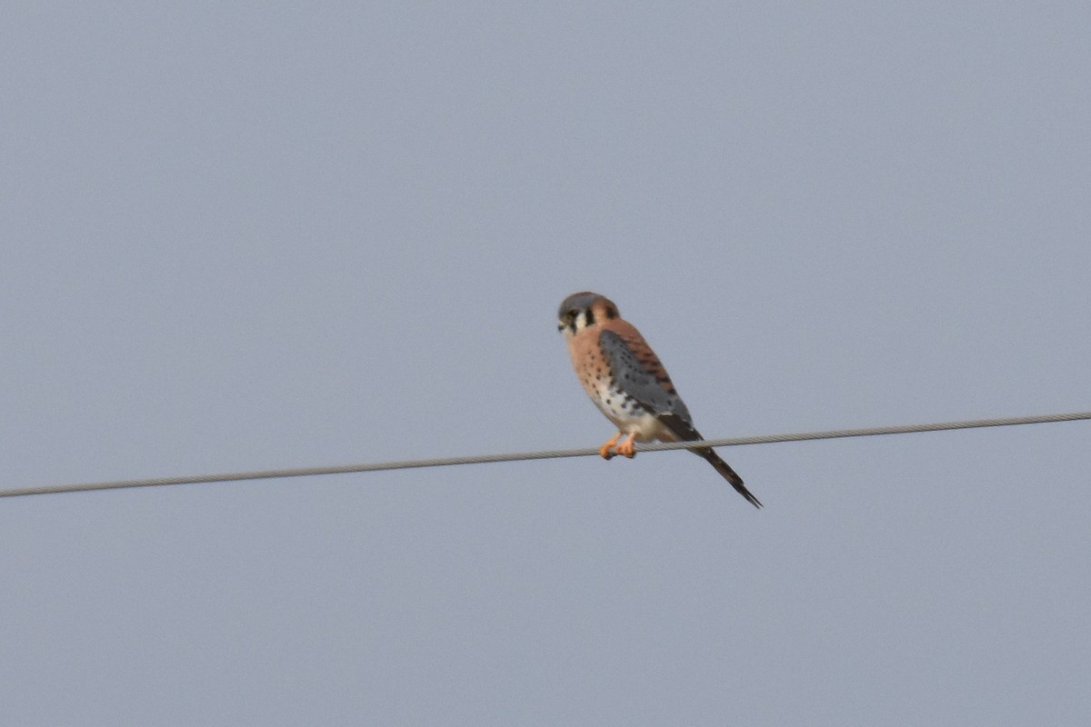 American Kestrel - ML513626171