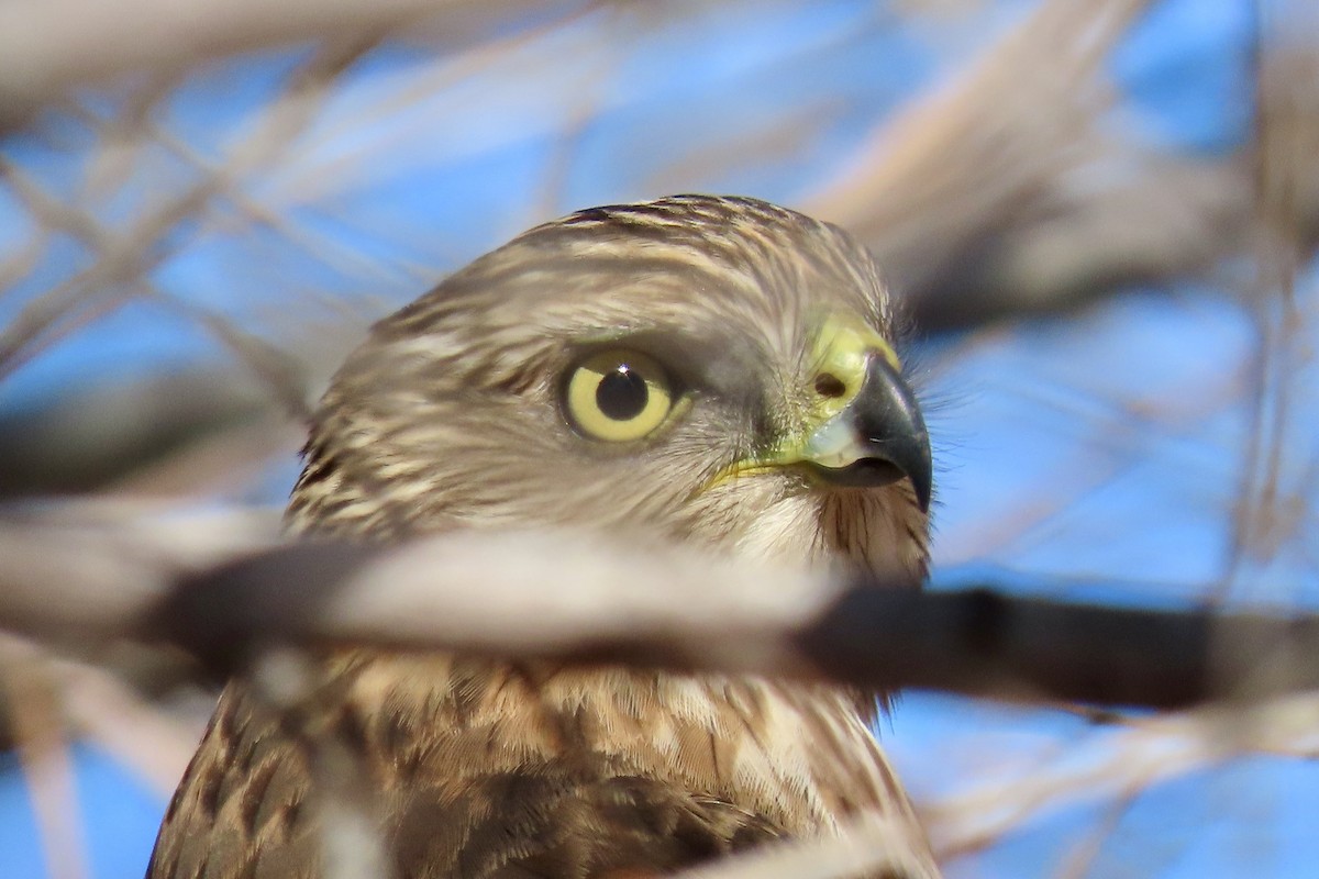 Cooper's Hawk - ML513626951