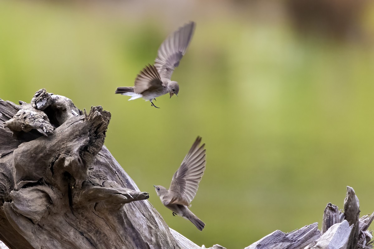 Northern Rough-winged Swallow - ML513628511