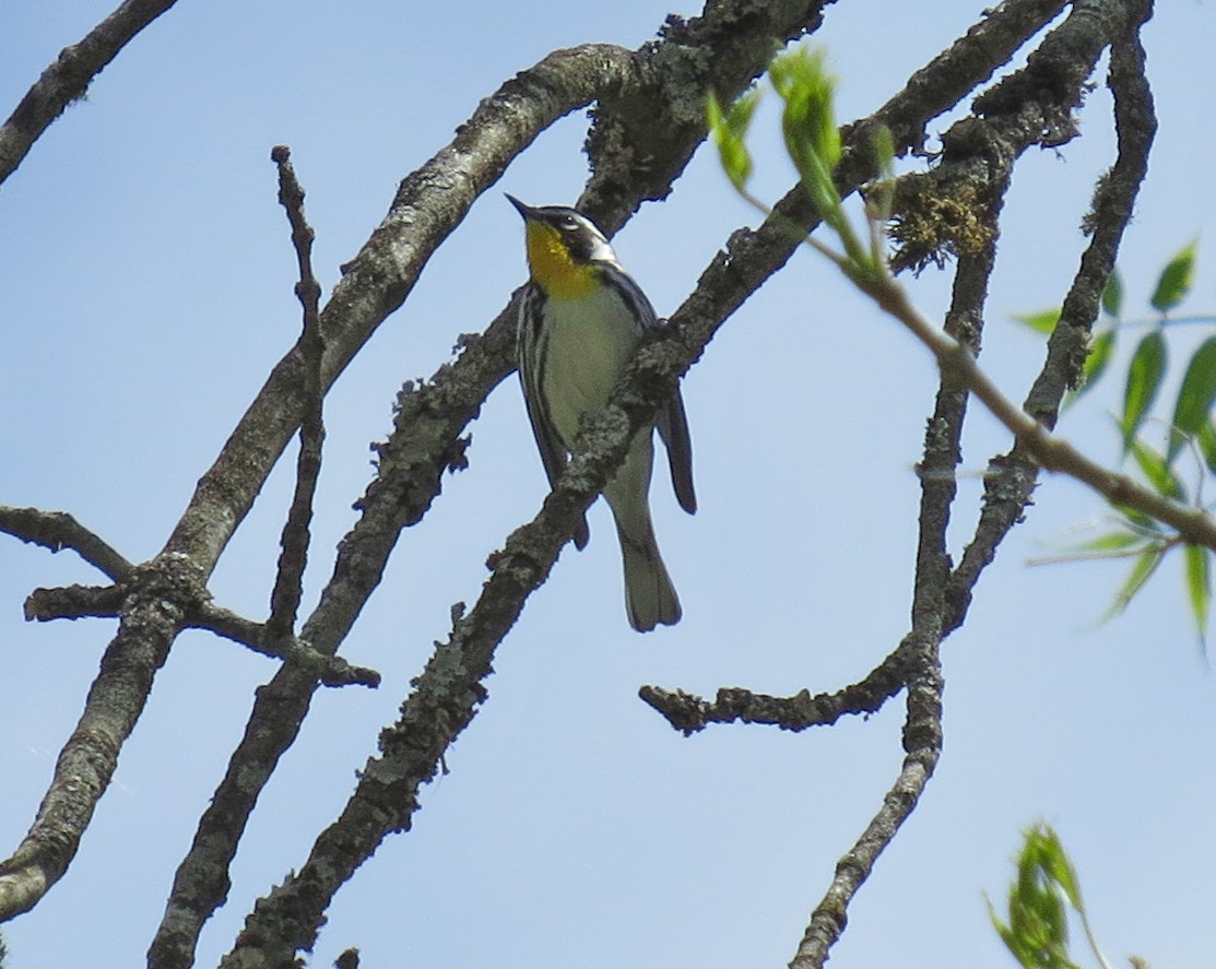 Yellow-throated Warbler - ML513628631