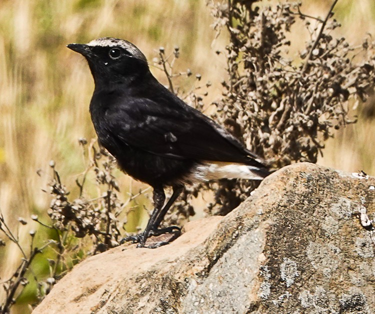 Abyssinian Wheatear - Arden Anderson