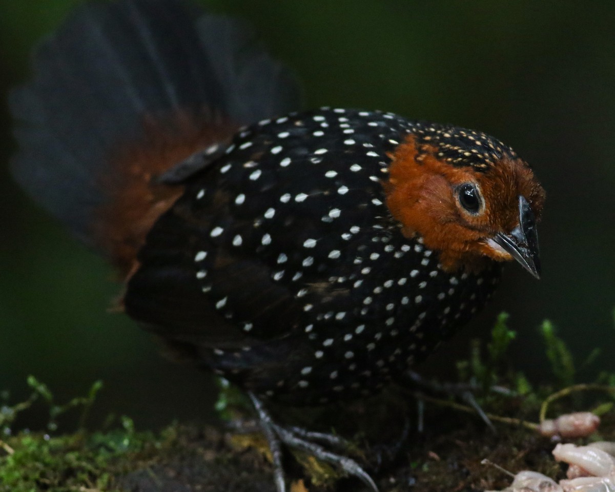 Ocellated Tapaculo - ML513628851