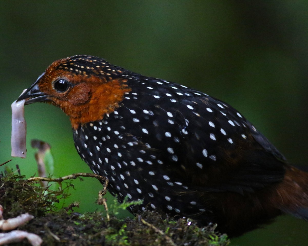 Ocellated Tapaculo - ML513628871