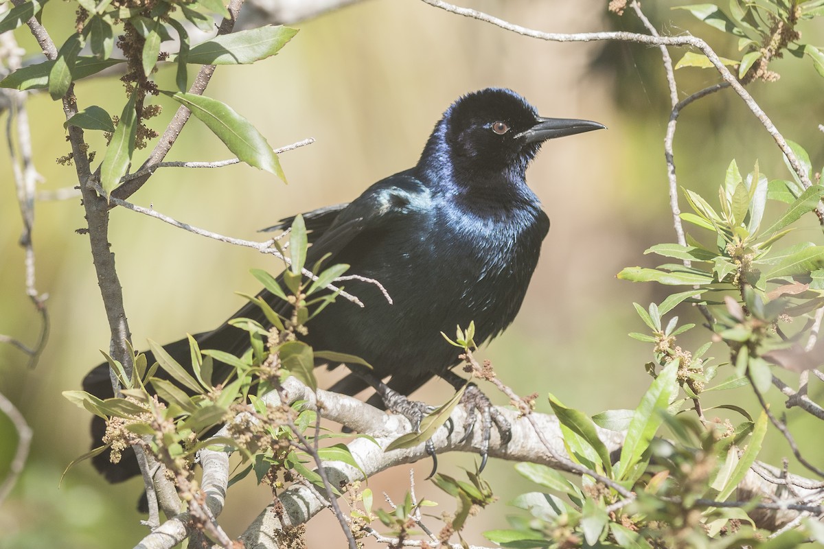Boat-tailed Grackle - ML51362901