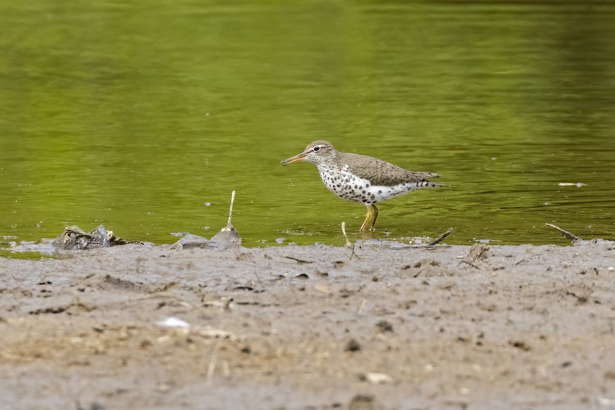 Spotted Sandpiper - ML513629271