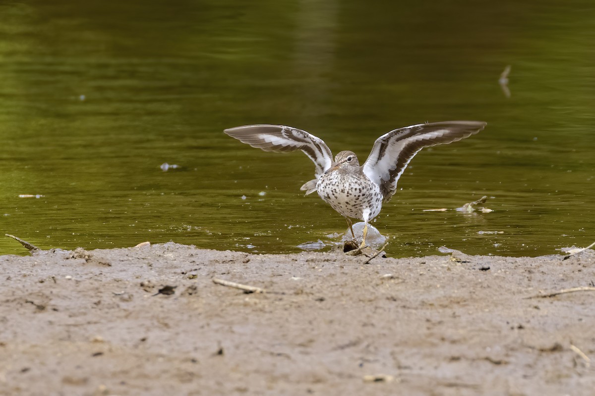 Spotted Sandpiper - ML513629291