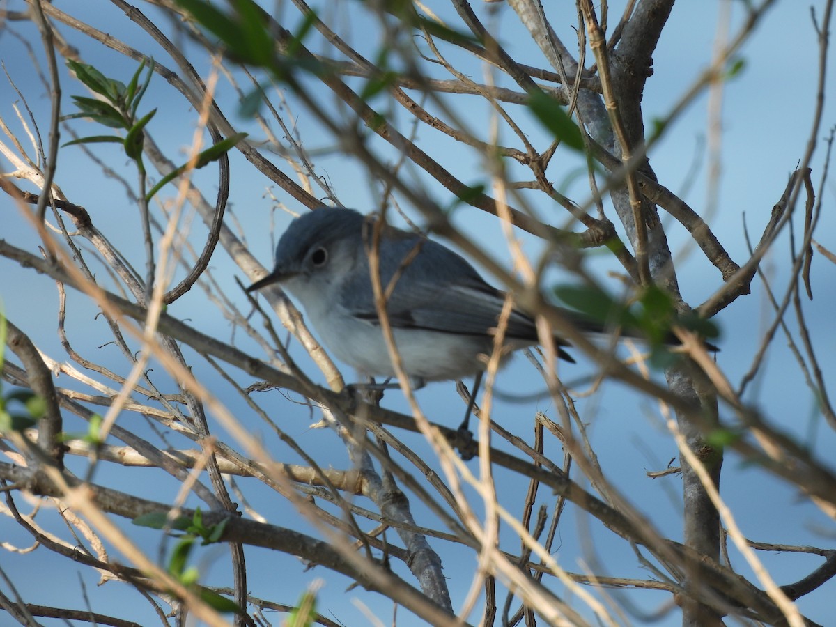 Blue-gray Gnatcatcher - ML513629341