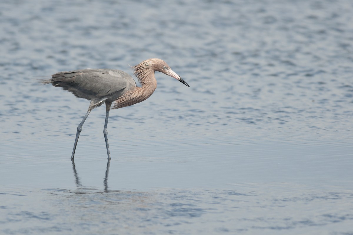 Reddish Egret - ML51362991