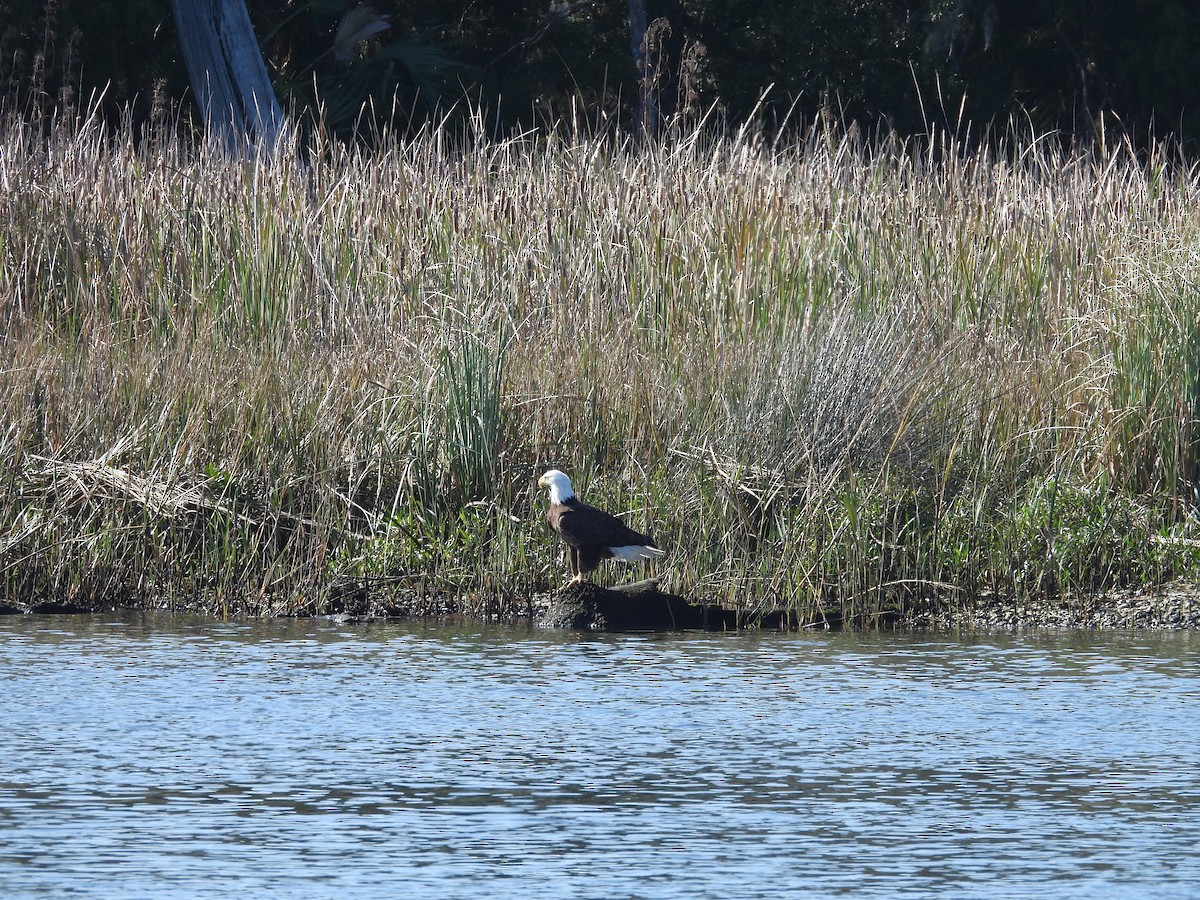 Bald Eagle - ML513630161